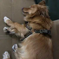 اشپیتز نر جهت جفتگیری|سگ|دزفول, |دیوار