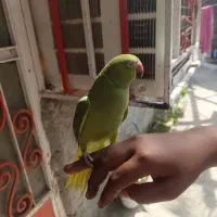 طوطی|پرنده|میناب, |دیوار