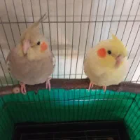 ۲عدد عروس هلندی نر