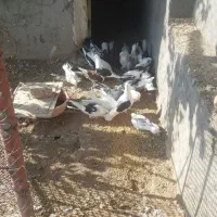 کبوتر|پرنده|بادرود, |دیوار