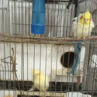 یکجفت لوتینو مولد،بشرط تخم وجوجه|پرنده|گنبد کاووس, |دیوار