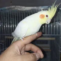 عروس هلندی جفت مولد ۴ تخم