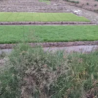 تیم دستی هاشمی اماده نشا