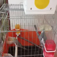 فروش پرنده با قفس و ملزومات