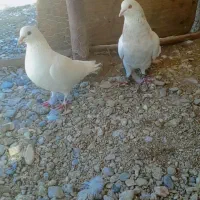 کبوتر|پرنده|سیرجان, |دیوار