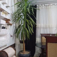 گل طبیعی|گل و گیاه طبیعی|شیراز, شریف‌آباد|دیوار