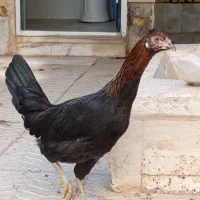 مرغ و خروس لاری|حیوانات مزرعه|یزد, |دیوار