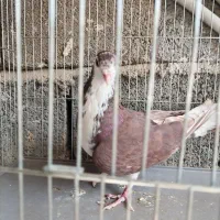 کفتر دم گیر|پرنده|ابریشم, |دیوار