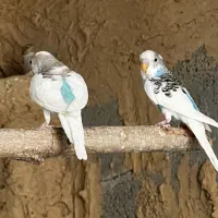 فروش ۷ عدد مرغ عشق ابلغ و ۷ عدد فنچ همگی با هم