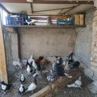 کبوتر|پرنده|لنجان, |دیوار