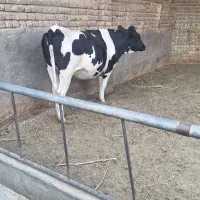 گاو