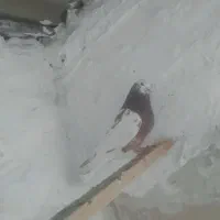 کفتر|پرنده|مشکین‌دشت, |دیوار