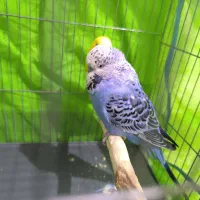 مرغ عشق انگلیسی