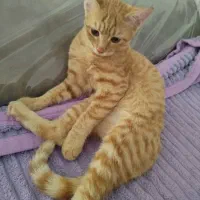 دو عددگربه ی دوماهه بسیار خانگی ومهربون|گربه|کرج, باغستان|دیوار
