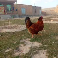 یک عدد مرغ تخم گذار