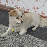 سگ پامرین روباهی