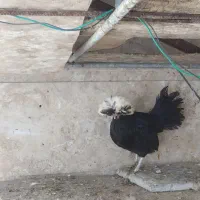 دو عدد مرغ لهستانی