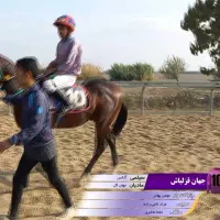 اسب نریان کورسی