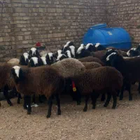 شیشک و تقلی|حیوانات مزرعه|قزوین, |دیوار