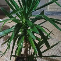 گل یوکا بزرگ -شاخ گوزنی بزرگ