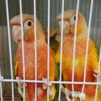 گرینچیک دبل رد آناناسی