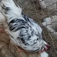 تخم مرغ نطفه دار گلین با ضمانت نود درصد|حیوانات مزرعه|شهرکرد, |دیوار