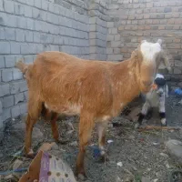 بز سه قلو زا|حیوانات مزرعه|ایرانشهر, |دیوار