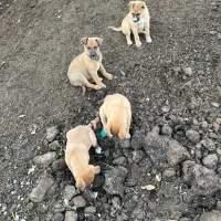 سگ راسل تریر