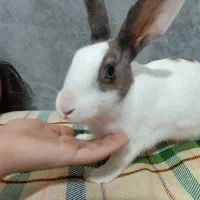 خرگوش ناناز