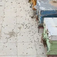 فروش کندو عسل