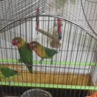 یه جفت کوتوله گم شده