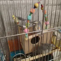 فروش عروس هلندی