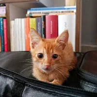 واگذاری بچه گربه ۲ ماهه