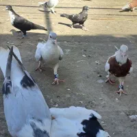 ۲۰تا رنگه ۱۰تومن