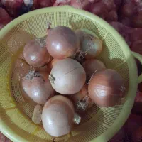 حدود۲تن پیاز فلات|عمده‌فروشی|بجنورد, |دیوار