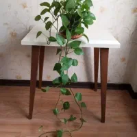 گل پتوس آپارتمانی|گل و گیاه طبیعی|قم, سالاریه|دیوار