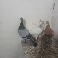 کبوتر