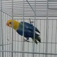 طوطی برزیلی.