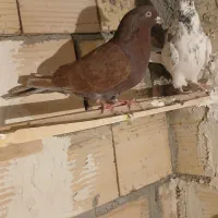 سرخ نر|پرنده|شهریار, شهرک امیریه|دیوار