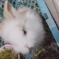 خرگوش لپ مینی|موش و خرگوش|مشهد, آیت الله خامنه‌ای|دیوار