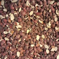 لوبیا قرمز