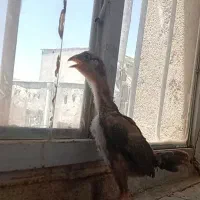 سه عدد جوجه خروس لاری اوشامو اصل