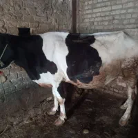 گاو سالم نزدیک به زایمان