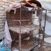 قفس دوطبقه بزرگ هم برای کفتر هم برای مرغ