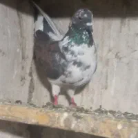 کبوتر کفتر مفت|پرنده|چالدران, |دیوار