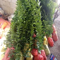 انواع نهال ونخل