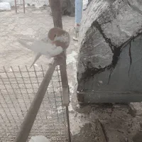 6 تا کفتر ماده شهری