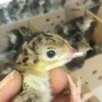 جوجه بوقلمون|حیوانات مزرعه|جوادآباد, |دیوار