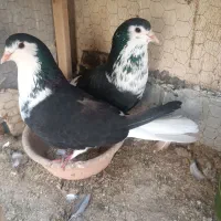 دمگیر دوبحر درجه1