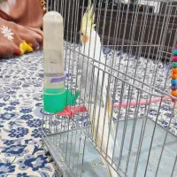 عروس هلندی معاوضه با قناری